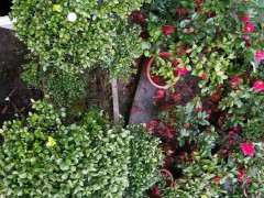 红芽赤楠下山桩 盆养了近十年了 图片