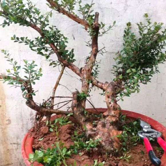 小叶红芽赤楠下山桩 今天刚修剪了下 图片