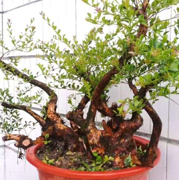 小叶红芽赤楠下山桩 今天刚修剪了下 图片