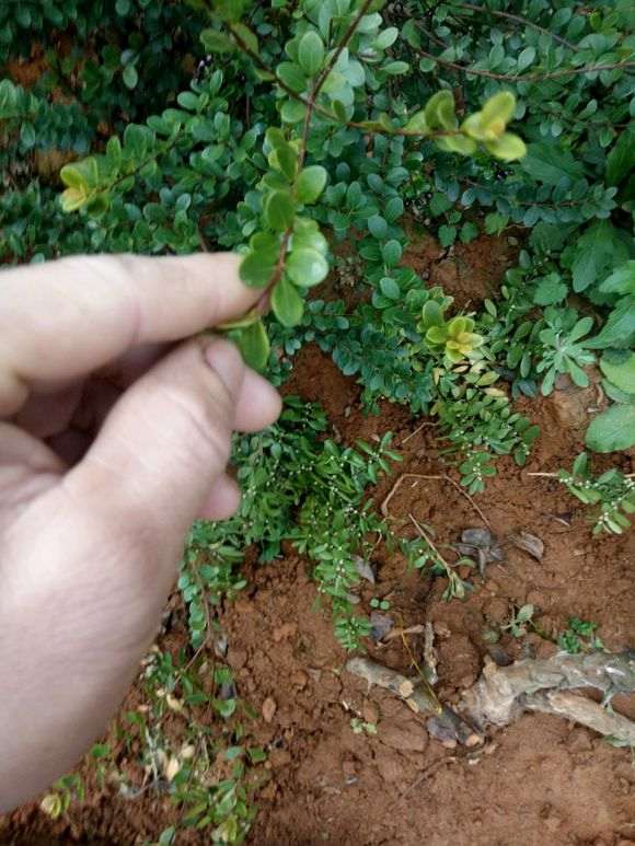 小叶红芽赤楠下山桩 今天刚修剪了下 图片