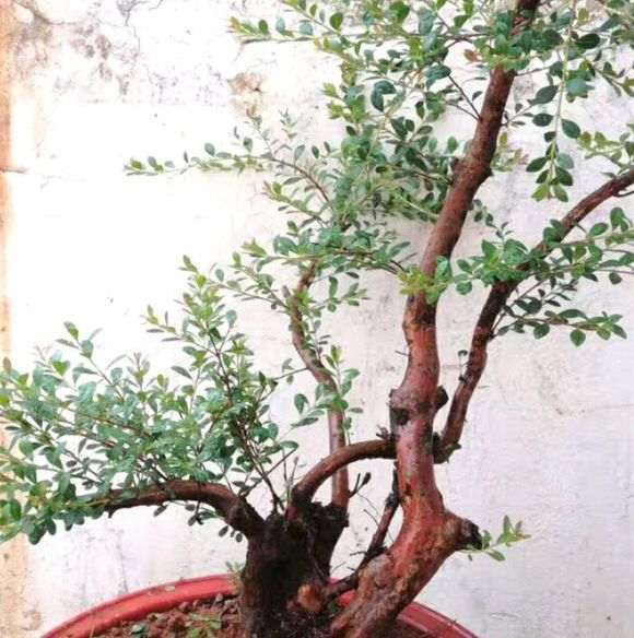 小叶赤楠下山桩 枯叶落叶 怎么办 图片