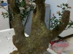 赤楠下山桩的新叶是假活吗 图片