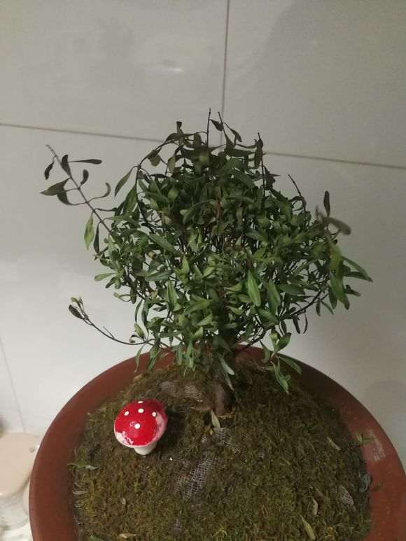 气温低了 赤楠下山桩怎么套袋保湿 图片