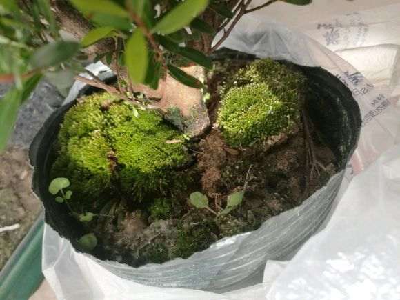 气温低了 赤楠下山桩怎么套袋保湿 图片