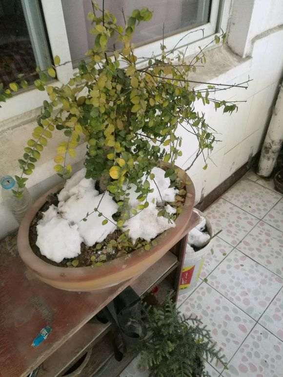 气温低了 赤楠下山桩怎么套袋保湿 图片