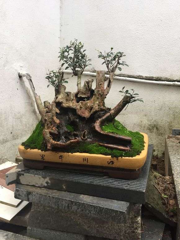 赤楠下山桩在山东室外过冬行吗 图片