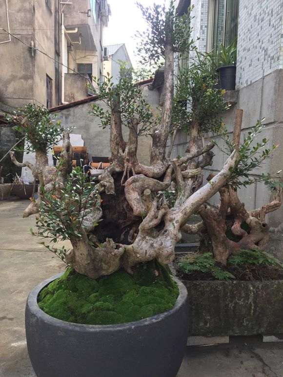 赤楠下山桩在山东室外过冬行吗 图片