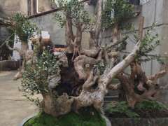 赤楠下山桩在山东室外过冬行吗 图片