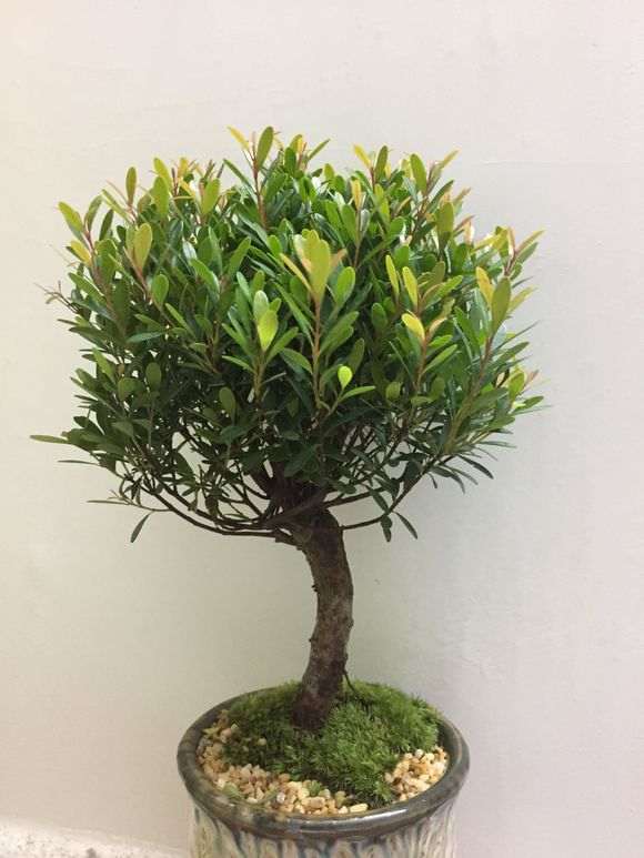 我买的第一盆赤楠下山桩死了 为什么 图片