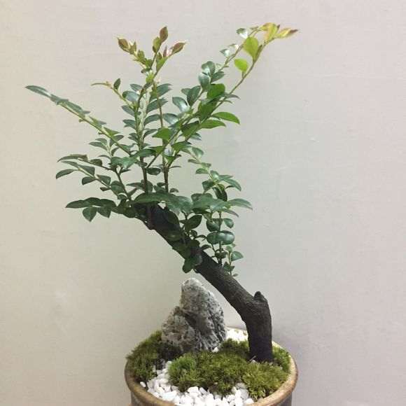 我买的第一盆赤楠下山桩死了 为什么 图片