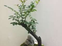 我买的第一盆赤楠下山桩死了 为什么 图片