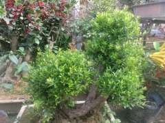 为什么雀舌叶的叫假赤楠下山桩 图片