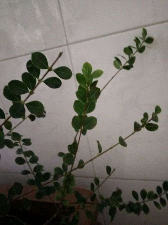 这个赤楠下山桩什么情况 帮忙看看 图片