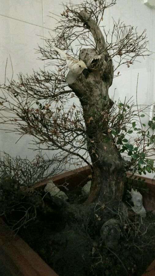 这个赤楠下山桩什么情况 帮忙看看 图片