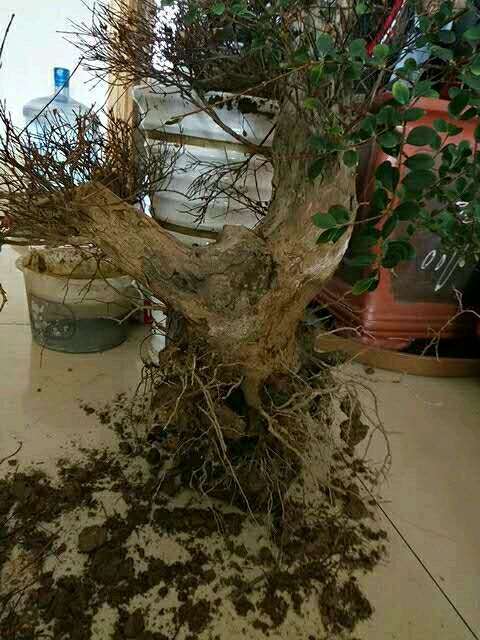 这个赤楠下山桩什么情况 帮忙看看 图片