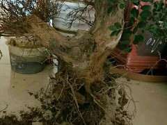 这个赤楠下山桩什么情况 帮忙看看 图片