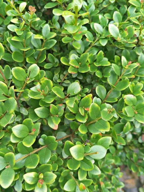 刺楠有些白边了 叶子边缘枯 怎么办 图片