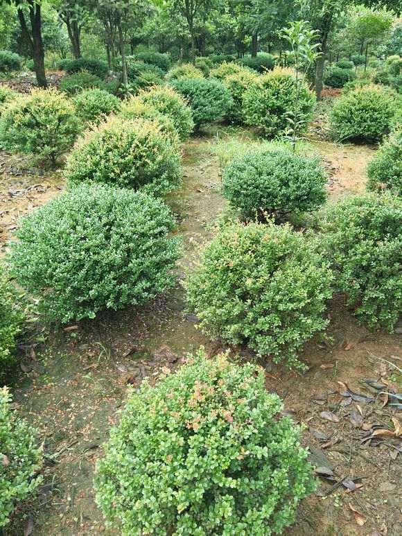 刺楠有些白边了 叶子边缘枯 怎么办 图片