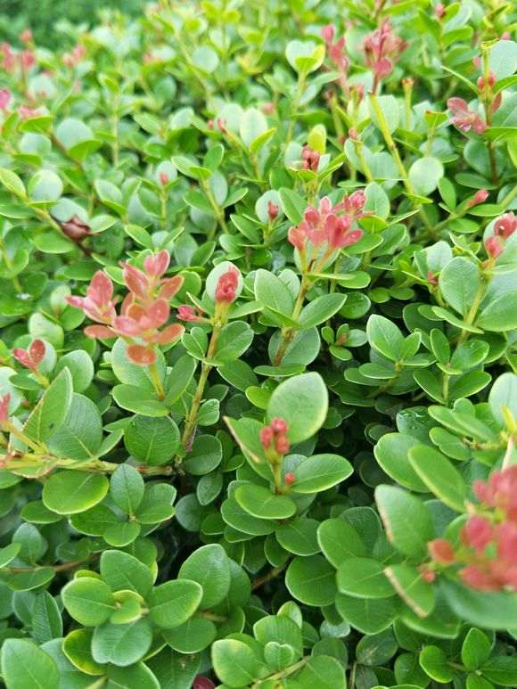 刺楠有些白边了 叶子边缘枯 怎么办 图片