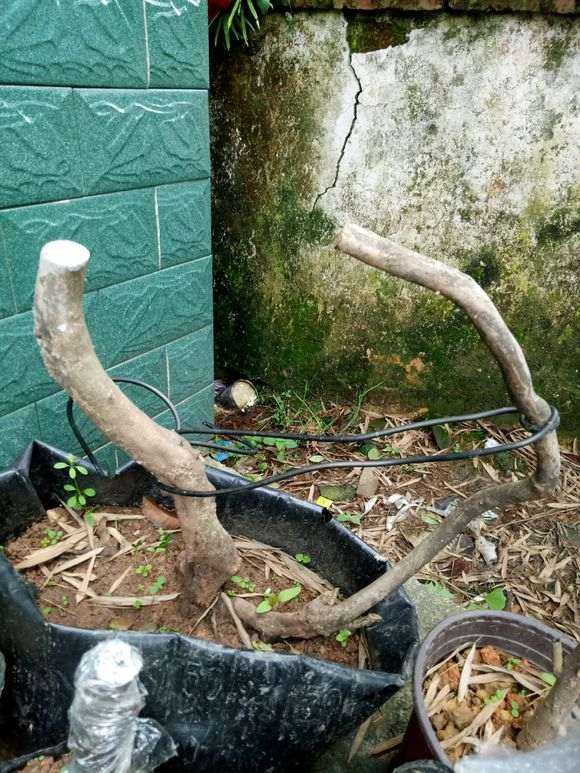 湖南山上有哪些植物适合做盆景