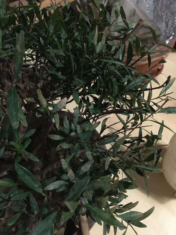 赤楠下山桩换土换盆后 掉叶子 怎么办