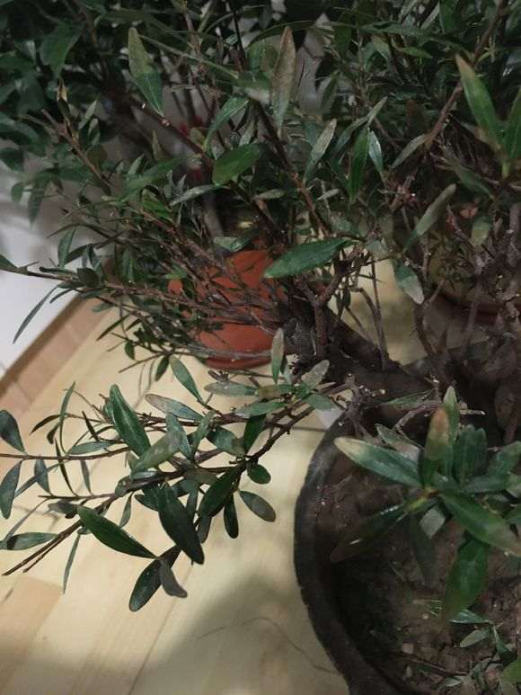 赤楠下山桩换土换盆后 掉叶子 怎么办