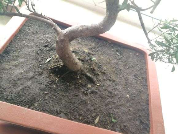 赤楠下山桩的叶子全干了 两周没浇水 怎么办