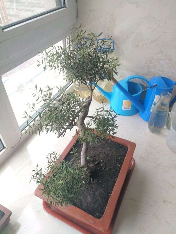 赤楠下山桩的叶子全干了 两周没浇水 怎么办
