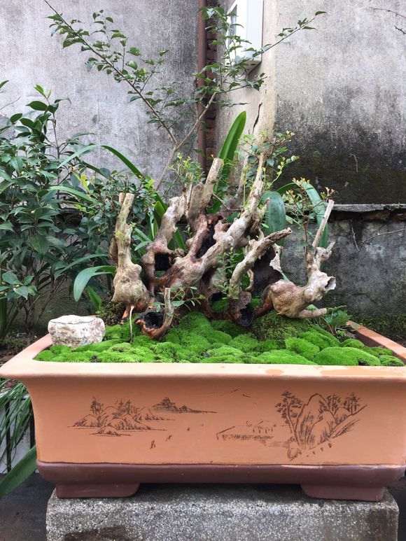 这是赤楠下山桩 是不是被忽悠了 图片