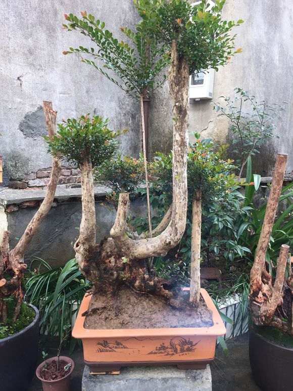 这是赤楠下山桩 是不是被忽悠了 图片