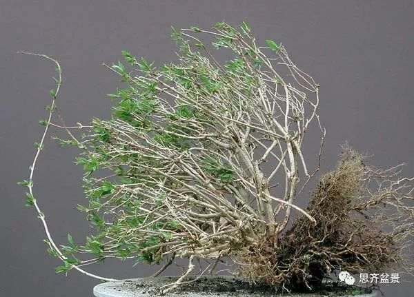 绿化灌木老桩怎么制作盆景的方法