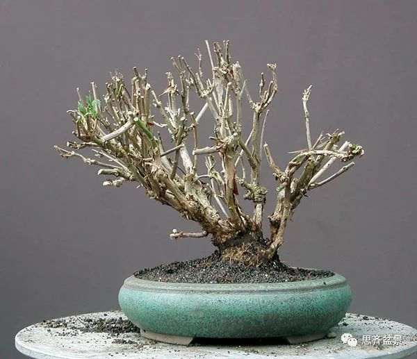 绿化灌木老桩怎么制作盆景的方法