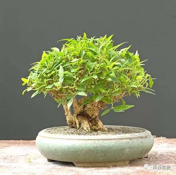 绿化灌木老桩怎么制作盆景的方法