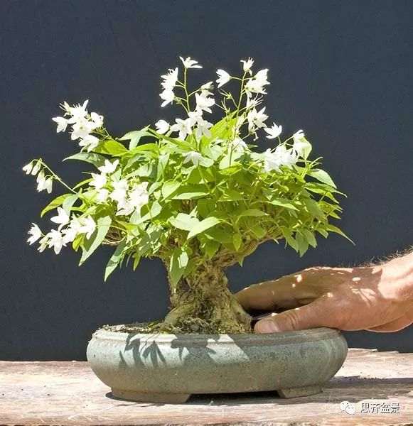 绿化灌木老桩怎么制作盆景的方法
