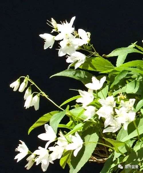 绿化灌木老桩怎么制作盆景的方法