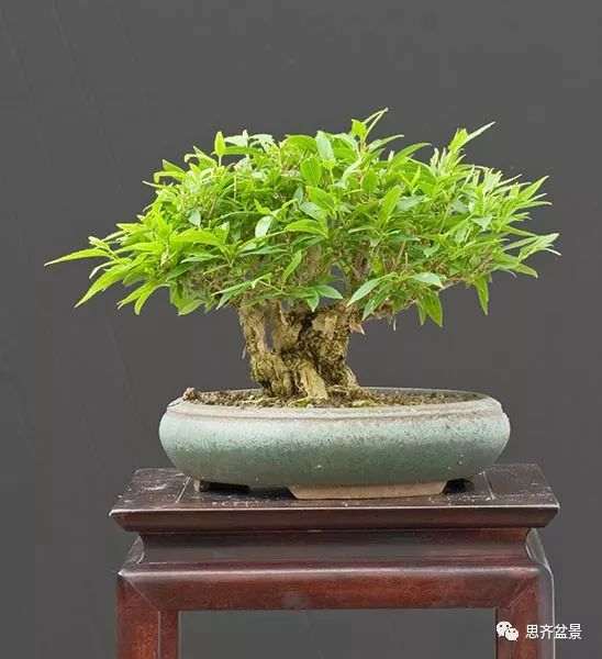 绿化灌木老桩怎么制作盆景的方法