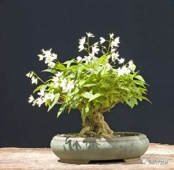 绿化灌木老桩怎么制作盆景的方法