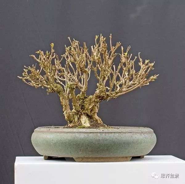 绿化灌木老桩怎么制作盆景的方法