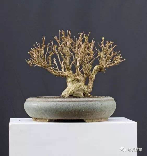 绿化灌木老桩怎么制作盆景的方法