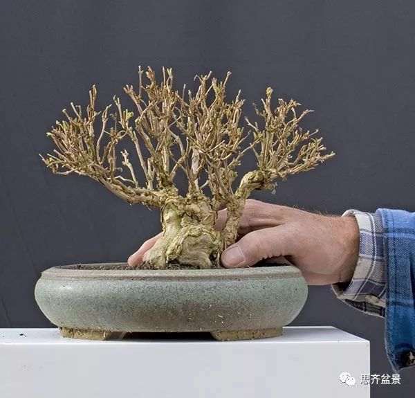 绿化灌木老桩怎么制作盆景的方法