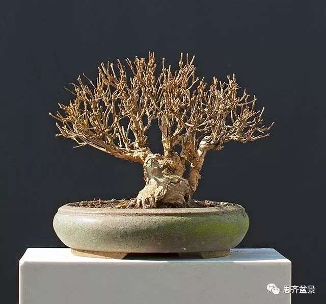 绿化灌木老桩怎么制作盆景的方法