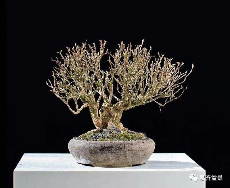 绿化灌木老桩怎么制作盆景的方法