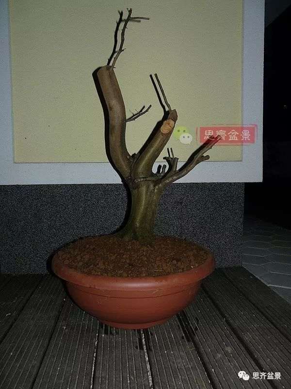 鹅耳枥下山桩怎么制作盆景的方法