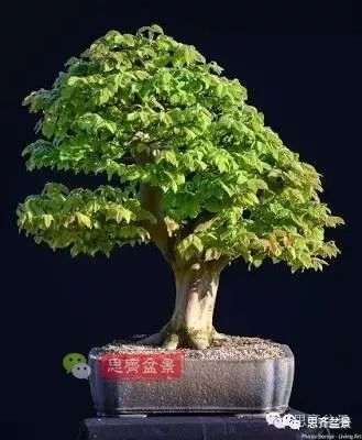 鹅耳枥下山桩怎么制作盆景的方法