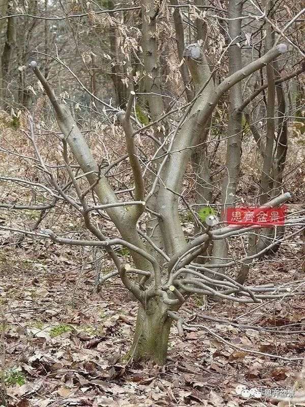 鹅耳枥下山桩怎么制作盆景的方法