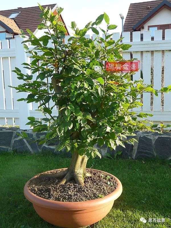 鹅耳枥下山桩怎么制作盆景的方法