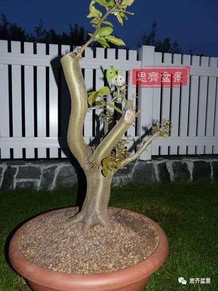 鹅耳枥下山桩怎么制作盆景的方法