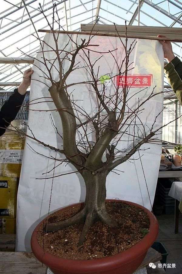 鹅耳枥下山桩怎么制作盆景的方法