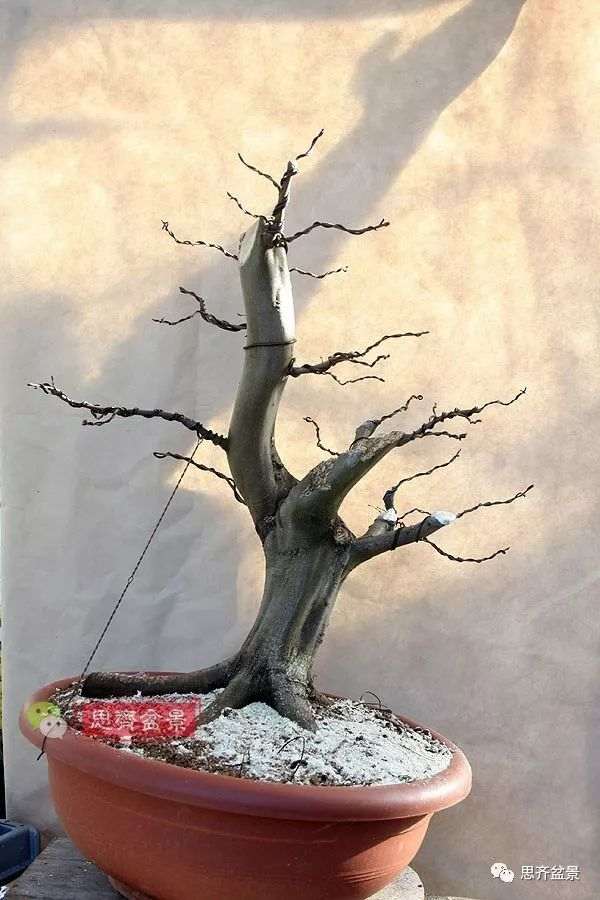 鹅耳枥下山桩怎么制作盆景的方法
