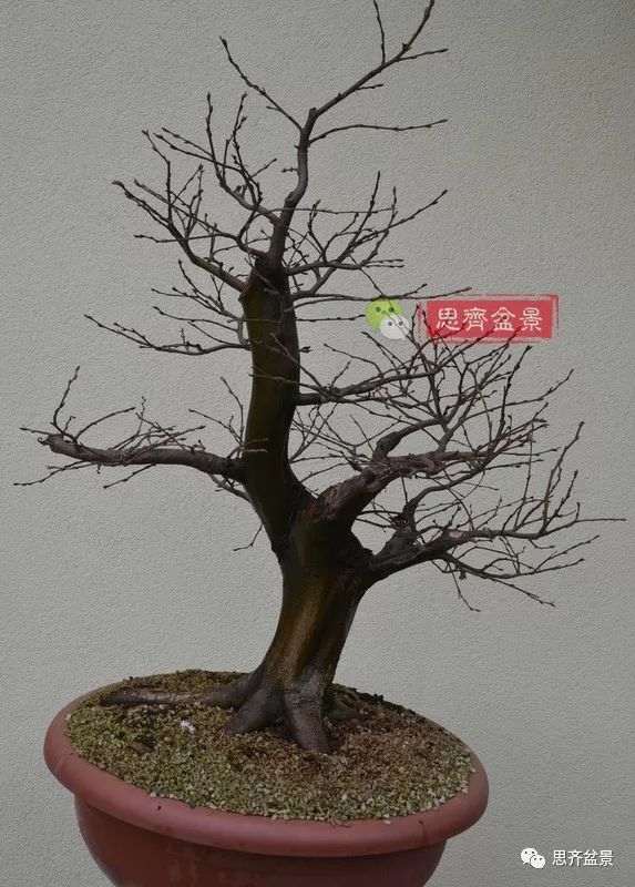 鹅耳枥下山桩怎么制作盆景的方法